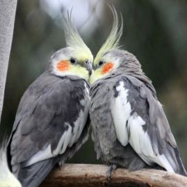 cockatiels for blogpost
